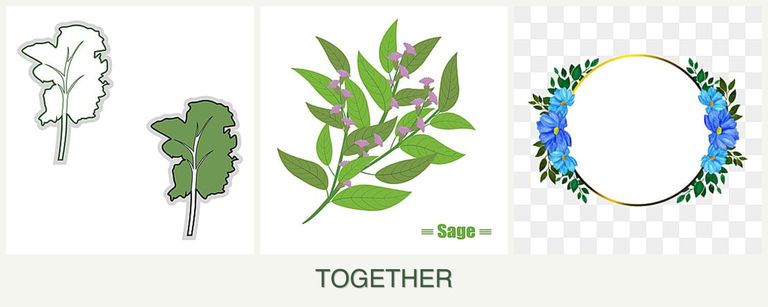 Can you plant kale, sage and zinnias together?