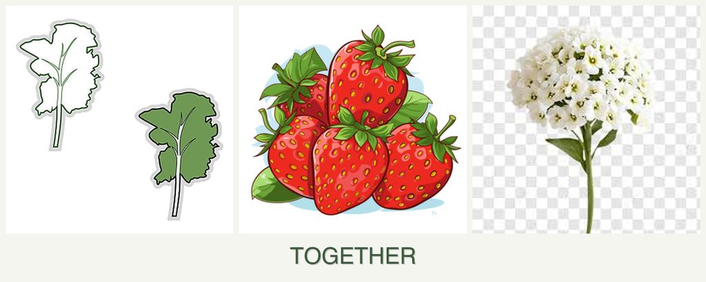 Can you plant kale, strawberries and alyssum together?
