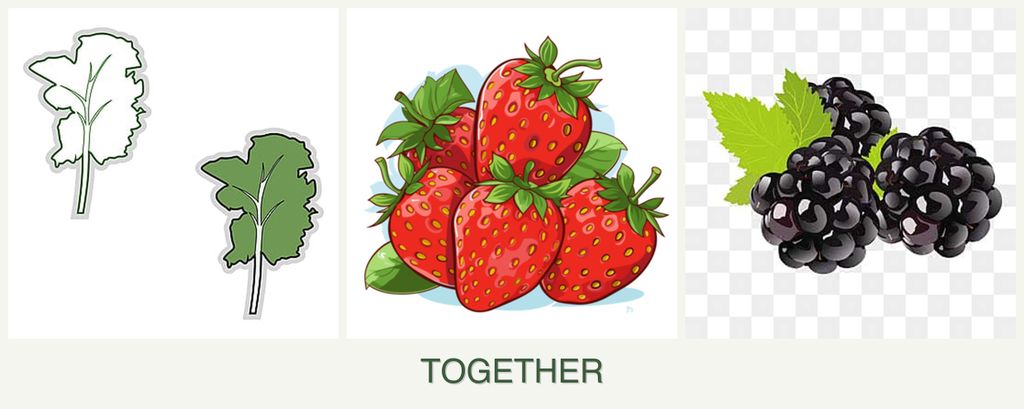 Can you plant kale, strawberries and blackberries together?