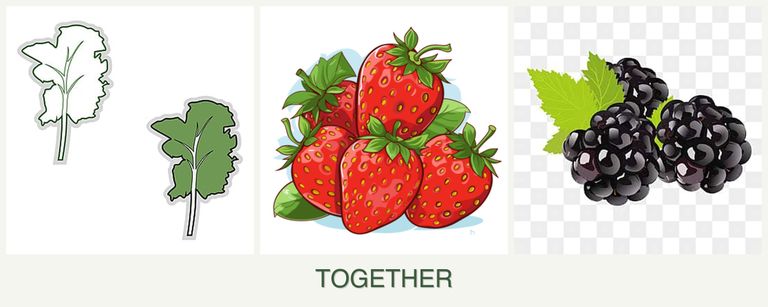 Can you plant kale, strawberries and blackberries together?