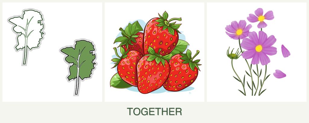 Can you plant kale, strawberries and cosmos together?
