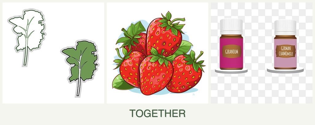 Can you plant kale, strawberries and geraniums together?