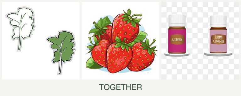 Can you plant kale, strawberries and geraniums together?
