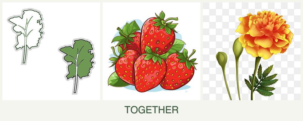 Can you plant kale, strawberries and marigolds together?