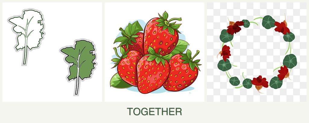 Can you plant kale, strawberries and nasturtiums together?
