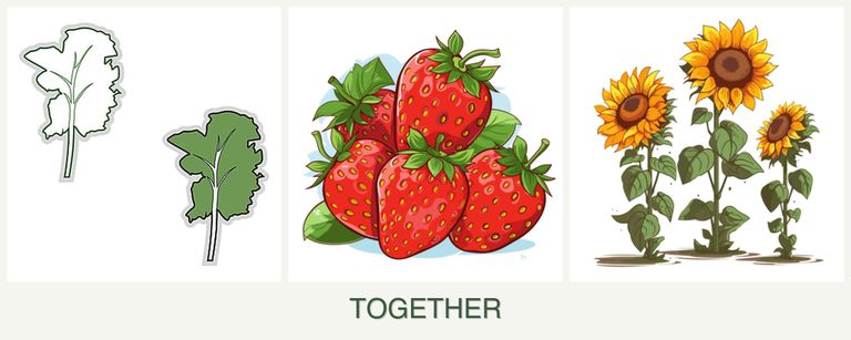 Can you plant kale, strawberries and sunflowers together?