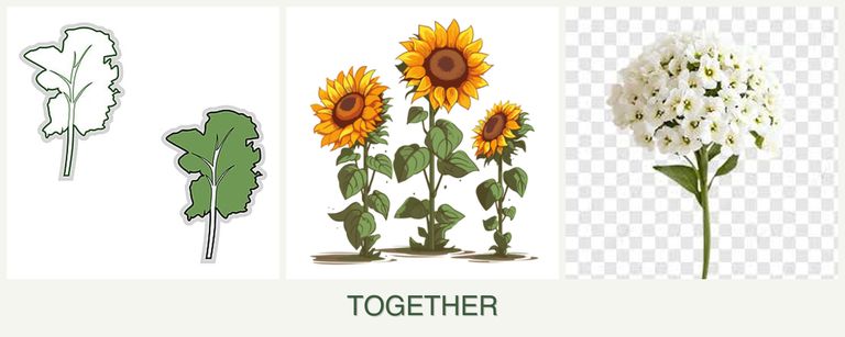 Can you plant kale, sunflowers and alyssum together?