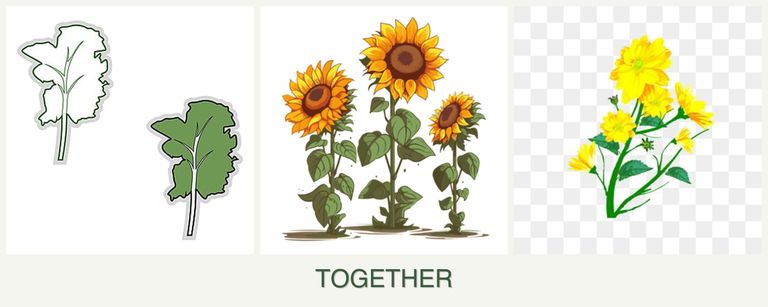 Can you plant kale, sunflowers and calendula together?