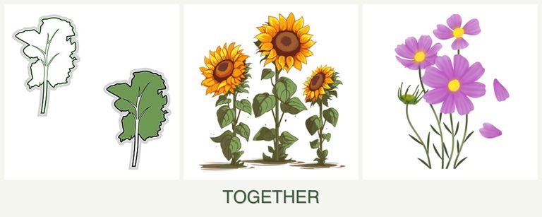 Can you plant kale, sunflowers and cosmos together?
