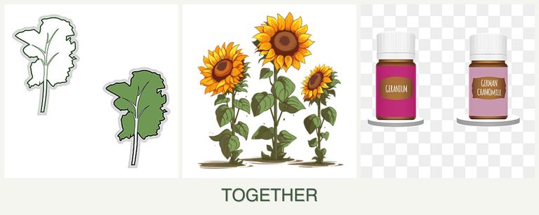 Can you plant kale, sunflowers and geraniums together?