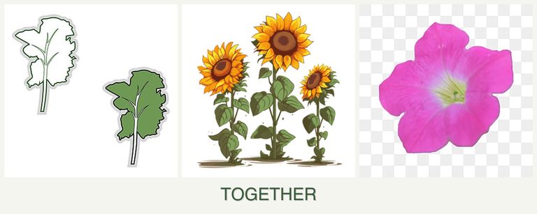 Can you plant kale, sunflowers and petunias together?