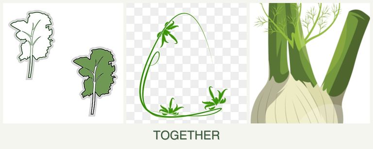 Can you plant kale, tarragon and fennel together?