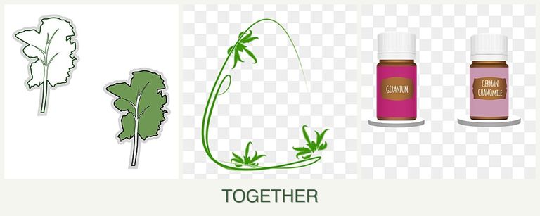 Can you plant kale, tarragon and geraniums together?