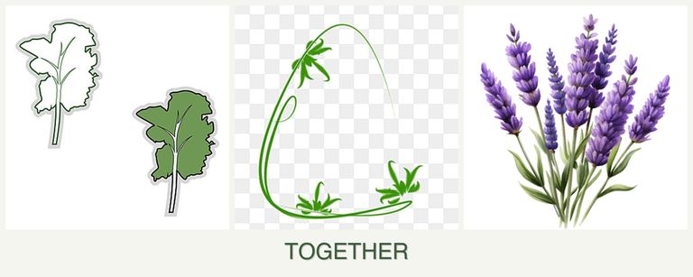 Can you plant kale, tarragon and lavender together?