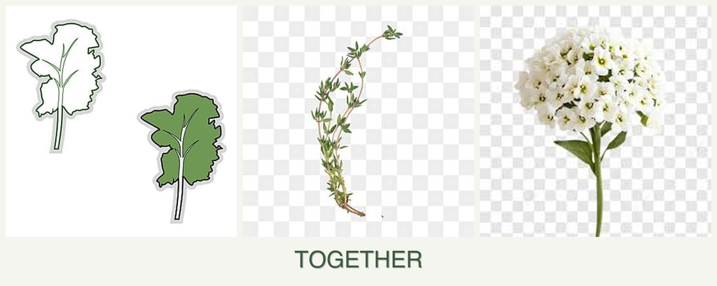 Can you plant kale, thyme and alyssum together?
