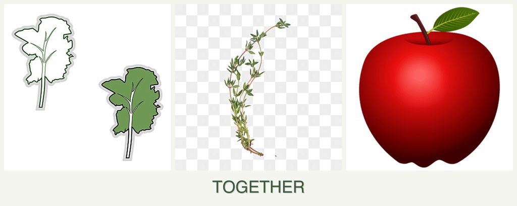 Can you plant kale, thyme and apples together?