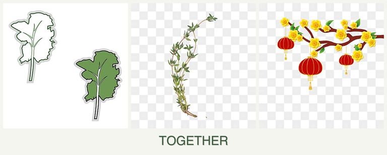 Can you plant kale, thyme and apricots together?