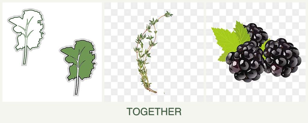 Can you plant kale, thyme and blackberries together?