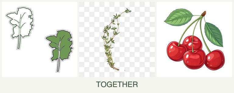 Can you plant kale, thyme and cherries together?