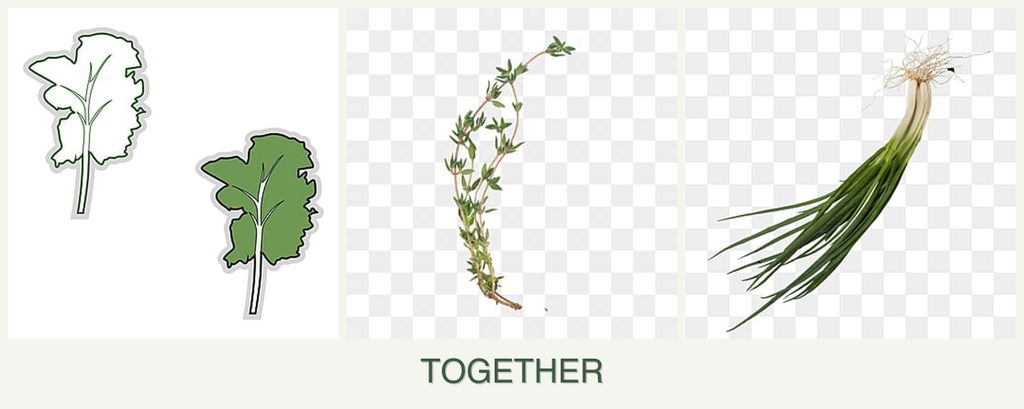 Can you plant kale, thyme and chives together?