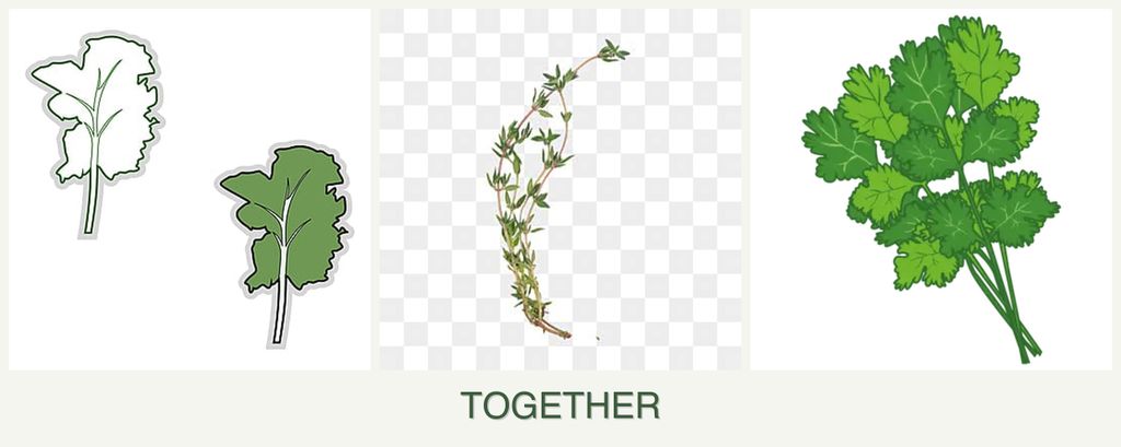 Can you plant kale, thyme and cilantro together?