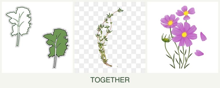 Can you plant kale, thyme and cosmos together?