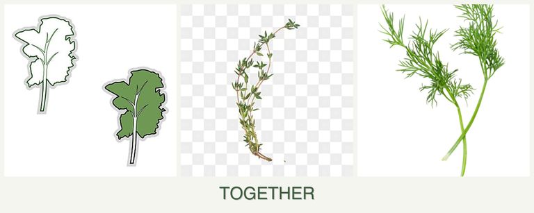 Can you plant kale, thyme and dill together?