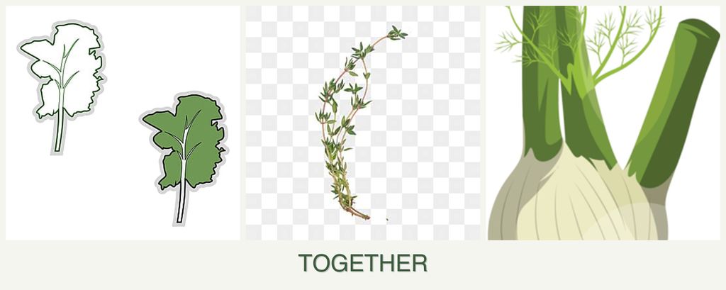 Can you plant kale, thyme and fennel together?