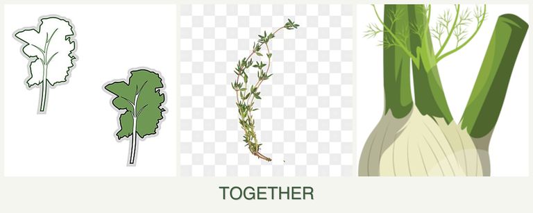 Can you plant kale, thyme and fennel together?