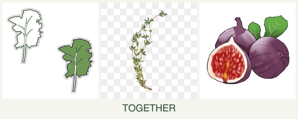 Can you plant kale, thyme and figs together?