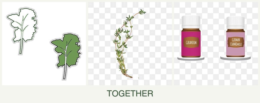 Can you plant kale, thyme and geraniums together?