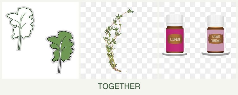 Can you plant kale, thyme and geraniums together?