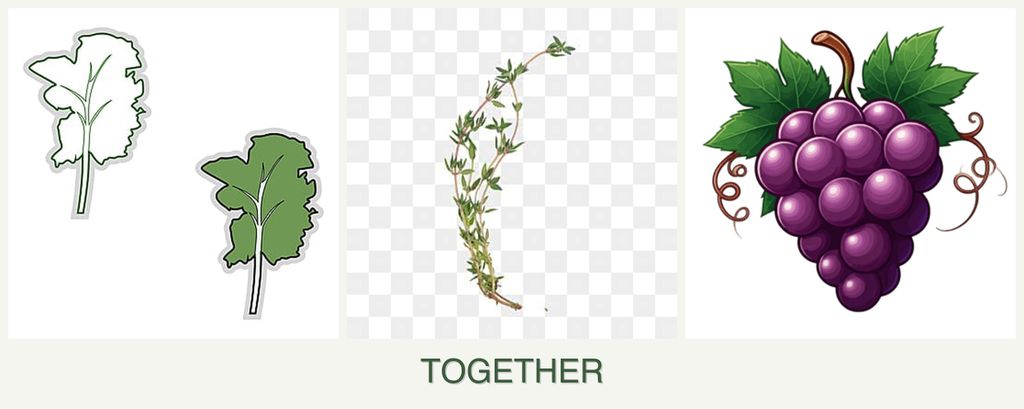 Can you plant kale, thyme and grapes together?
