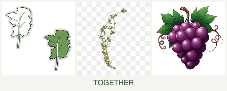 Can you plant kale, thyme and grapes together?