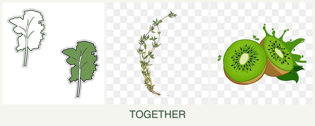Can you plant kale, thyme and kiwi together?