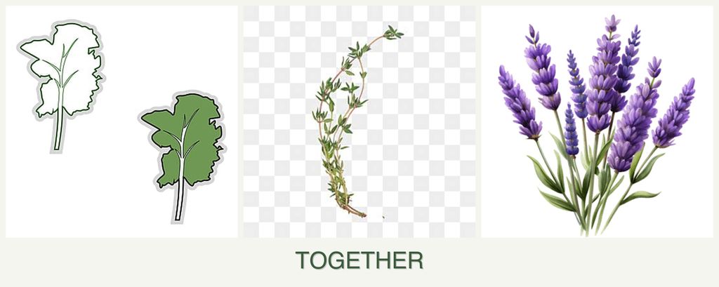 Can you plant kale, thyme and lavender together?