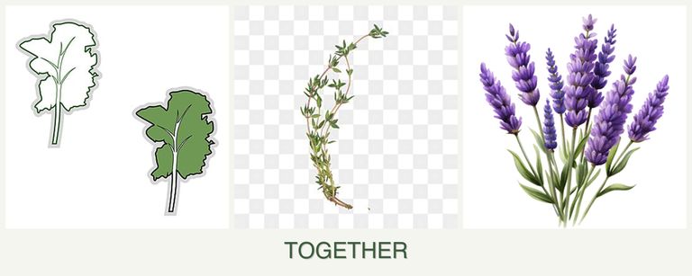Can you plant kale, thyme and lavender together?