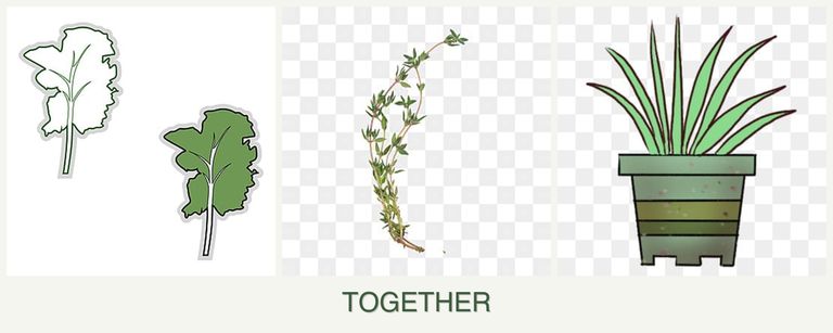 Can you plant kale, thyme and lemongrass together?