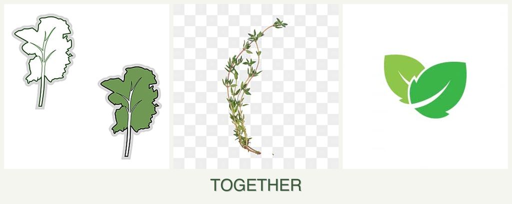 Can you plant kale, thyme and mint together?