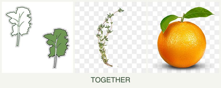 Can you plant kale, thyme and oranges together?
