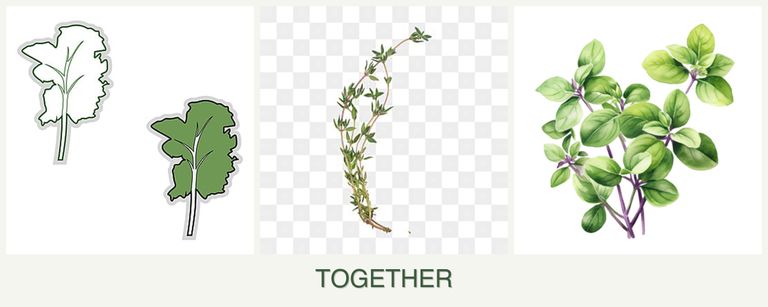 Can you plant kale, thyme and oregano together?