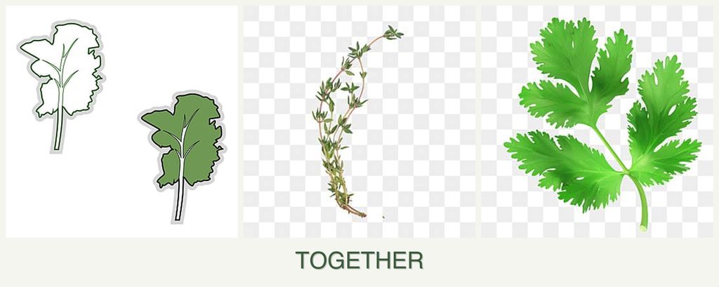 Can you plant kale, thyme and parsley together?