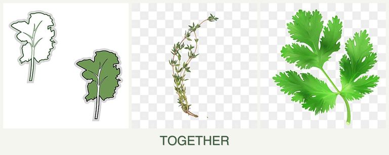 Can you plant kale, thyme and parsley together?