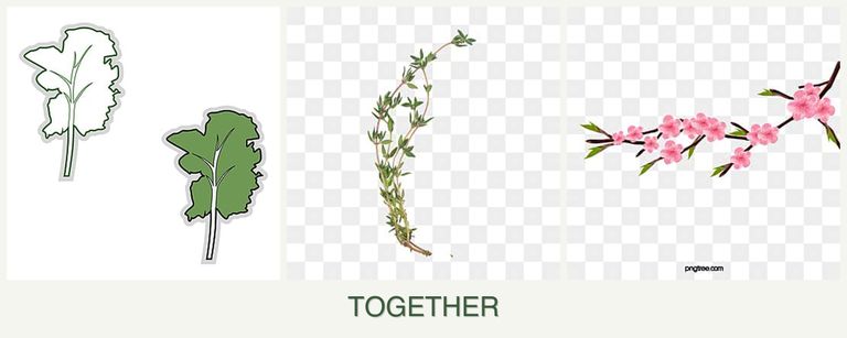 Can you plant kale, thyme and peaches together?