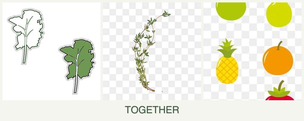Can you plant kale, thyme and pears together?