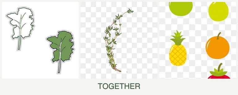 Can you plant kale, thyme and pears together?
