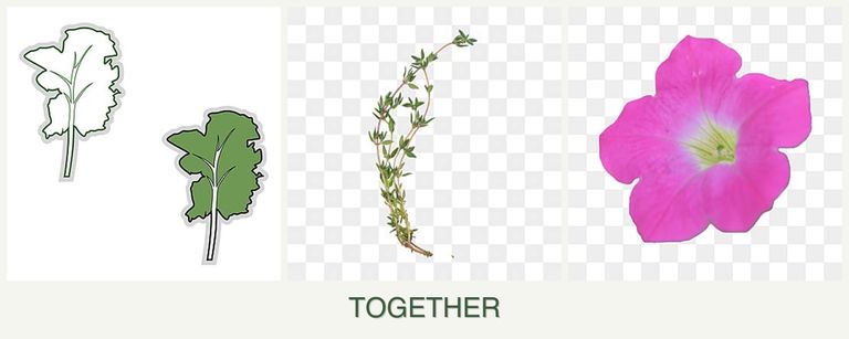 Can you plant kale, thyme and petunias together?