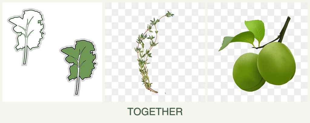 Can you plant kale, thyme and plums together?