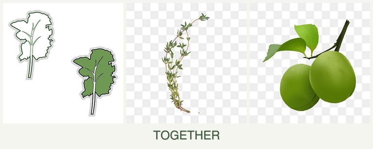 Can you plant kale, thyme and plums together?