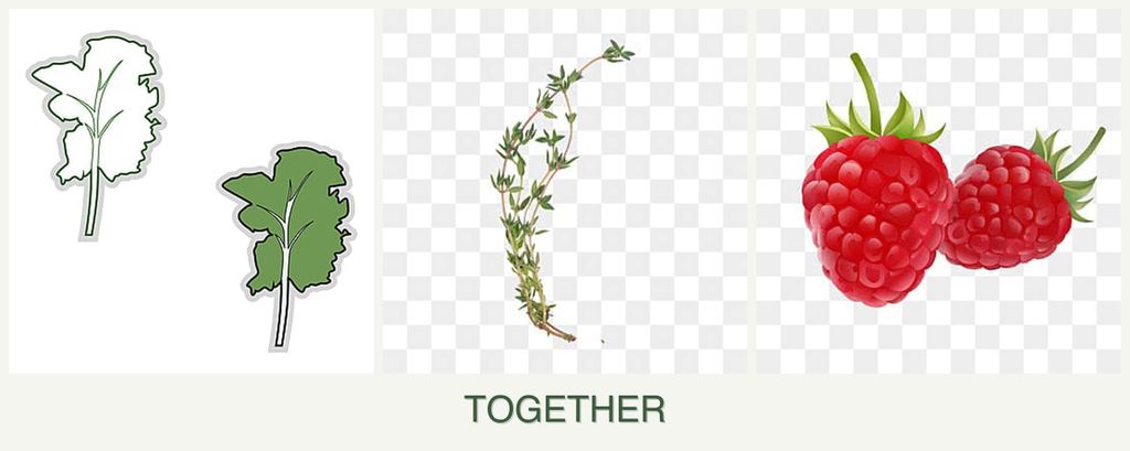Can you plant kale, thyme and raspberries together?